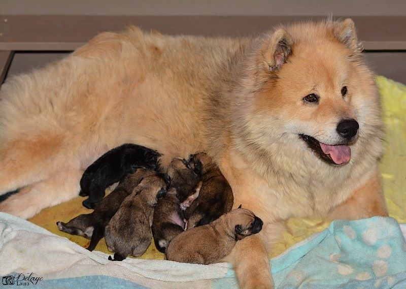 Du Domaine Des Hugoux - Eurasier - Portée née le 27/01/2015