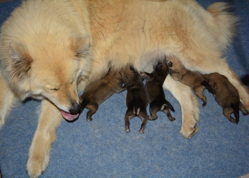 Du Domaine Des Hugoux - Eurasier - Portée née le 07/04/2016